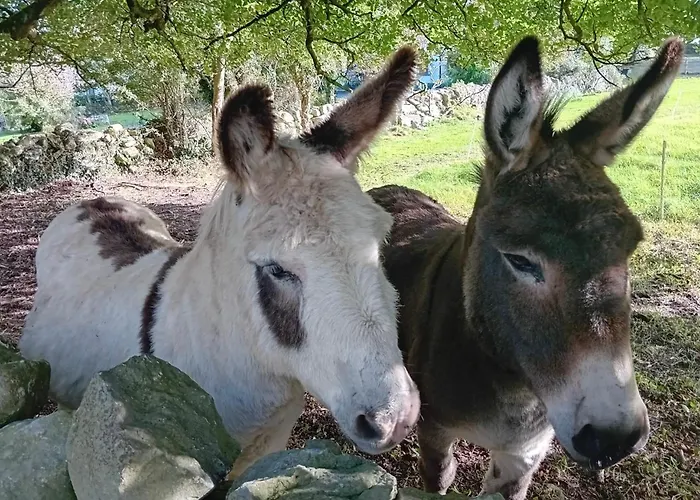 Teresa's * Kilcolgan